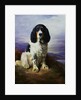 Royal, A Tri-Colour Working Springer Spaniel by Lilian Cheviot