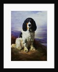 Royal, A Tri-Colour Working Springer Spaniel by Lilian Cheviot