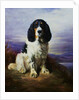 Royal, A Tri-Colour Working Springer Spaniel by Lilian Cheviot