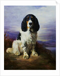 Royal, A Tri-Colour Working Springer Spaniel by Lilian Cheviot