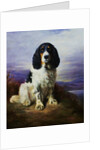 Royal, A Tri-Colour Working Springer Spaniel by Lilian Cheviot