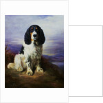 Royal, A Tri-Colour Working Springer Spaniel by Lilian Cheviot