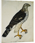 Falcon Gentle (Falco Gentilis) by Reverend Christopher Atkinson