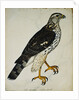 Falcon Gentle (Falco Gentilis) by Reverend Christopher Atkinson