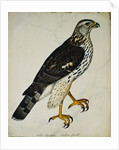 Falcon Gentle (Falco Gentilis) by Reverend Christopher Atkinson