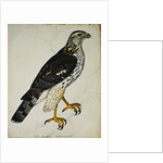 Falcon Gentle (Falco Gentilis) by Reverend Christopher Atkinson