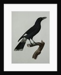 A Pied Currawong by Jacques Barraban