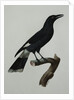 A Pied Currawong by Jacques Barraban