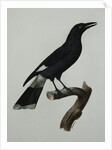 A Pied Currawong by Jacques Barraban