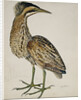 A Bittern by Reverend Christopher Atkinson