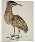 A Bittern by Reverend Christopher Atkinson