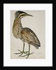 A Bittern by Reverend Christopher Atkinson