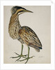 A Bittern by Reverend Christopher Atkinson