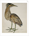 A Bittern by Reverend Christopher Atkinson