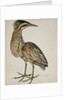 A Bittern by Reverend Christopher Atkinson