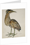 A Bittern by Reverend Christopher Atkinson