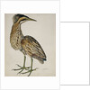 A Bittern by Reverend Christopher Atkinson