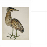 A Bittern by Reverend Christopher Atkinson