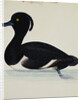 A Tufted Duck by Reverend Christopher Atkinson