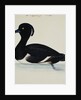 A Tufted Duck by Reverend Christopher Atkinson