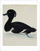 A Tufted Duck by Reverend Christopher Atkinson