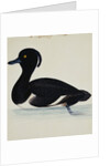 A Tufted Duck by Reverend Christopher Atkinson
