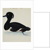 A Tufted Duck by Reverend Christopher Atkinson