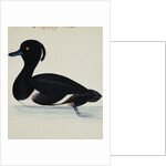 A Tufted Duck by Reverend Christopher Atkinson