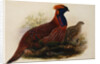 Temminck's Tragopan by Henry Constantine Richter