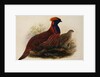 Temminck's Tragopan by Henry Constantine Richter