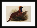 Temminck's Tragopan by Henry Constantine Richter
