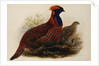 Temminck's Tragopan by Henry Constantine Richter