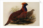 Temminck's Tragopan by Henry Constantine Richter