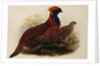 Temminck's Tragopan by Henry Constantine Richter