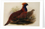 Temminck's Tragopan by Henry Constantine Richter