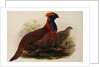 Temminck's Tragopan by Henry Constantine Richter
