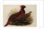 Temminck's Tragopan by Henry Constantine Richter
