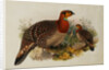 Blyths Horned Pheasant by Joseph Wolf