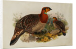 Blyths Horned Pheasant by Joseph Wolf