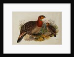 Blyths Horned Pheasant by Joseph Wolf