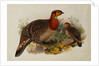 Blyths Horned Pheasant by Joseph Wolf