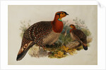 Blyths Horned Pheasant by Joseph Wolf