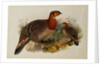 Blyths Horned Pheasant by Joseph Wolf