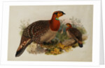 Blyths Horned Pheasant by Joseph Wolf