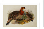 Blyths Horned Pheasant by Joseph Wolf