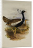 Lesser Florekin by Henry Constantine Richter