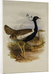 Lesser Florekin by Henry Constantine Richter