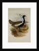 Lesser Florekin by Henry Constantine Richter