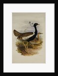 Lesser Florekin by Henry Constantine Richter