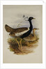 Lesser Florekin by Henry Constantine Richter